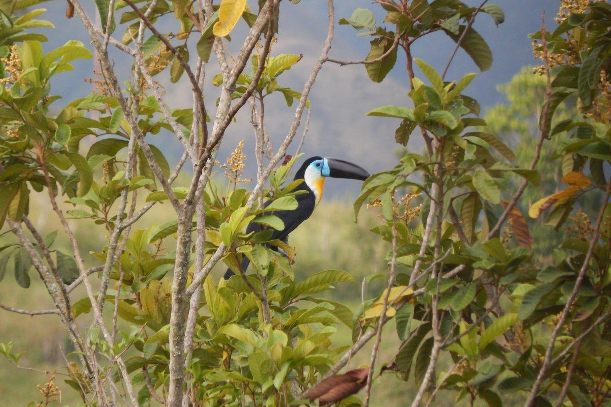 17 Wild Animals in Venezuela [Wildlife in Venezuela]