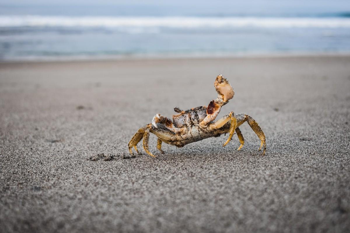 18 Wild Animals in El Salvador [Wildlife in El Salvador]