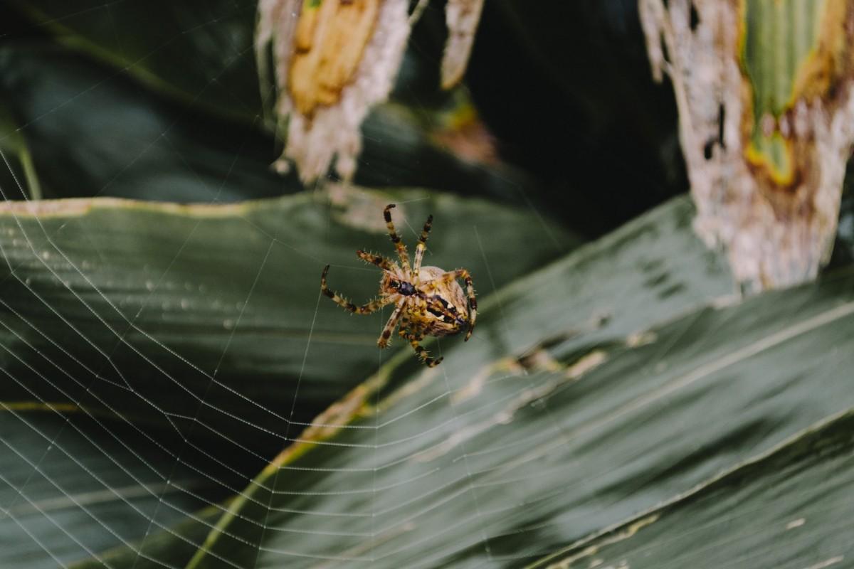 18 Wild Animals in Jamaica [Wildlife in Jamaica]