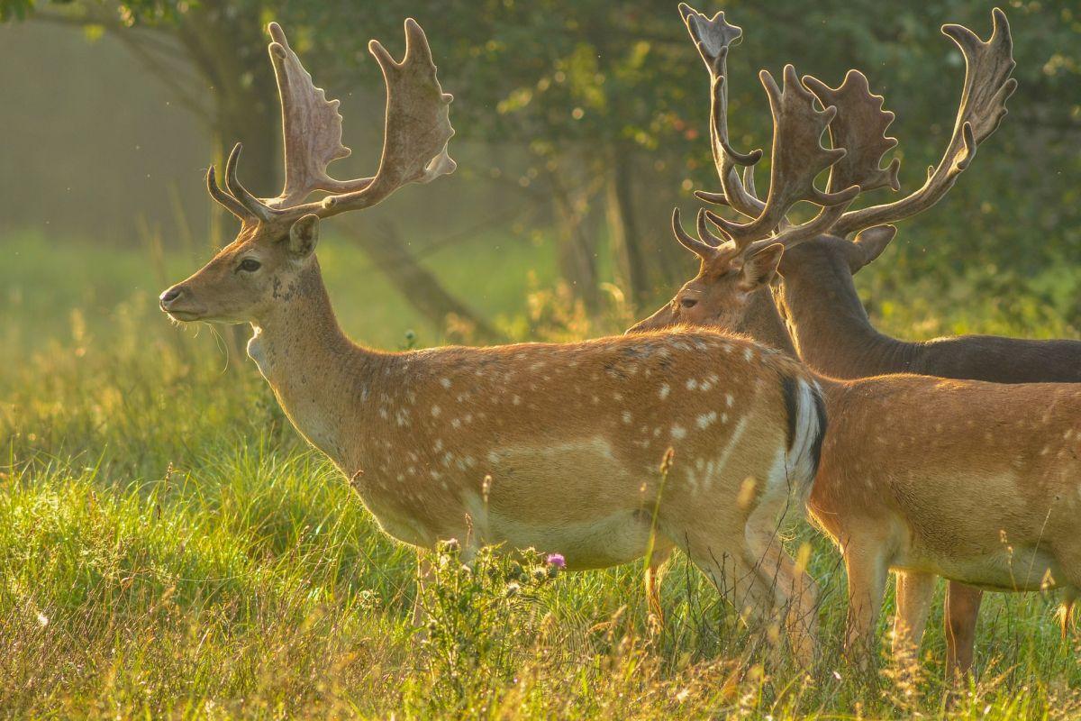 20 Wild Animals in Poland [Wildlife in Poland]