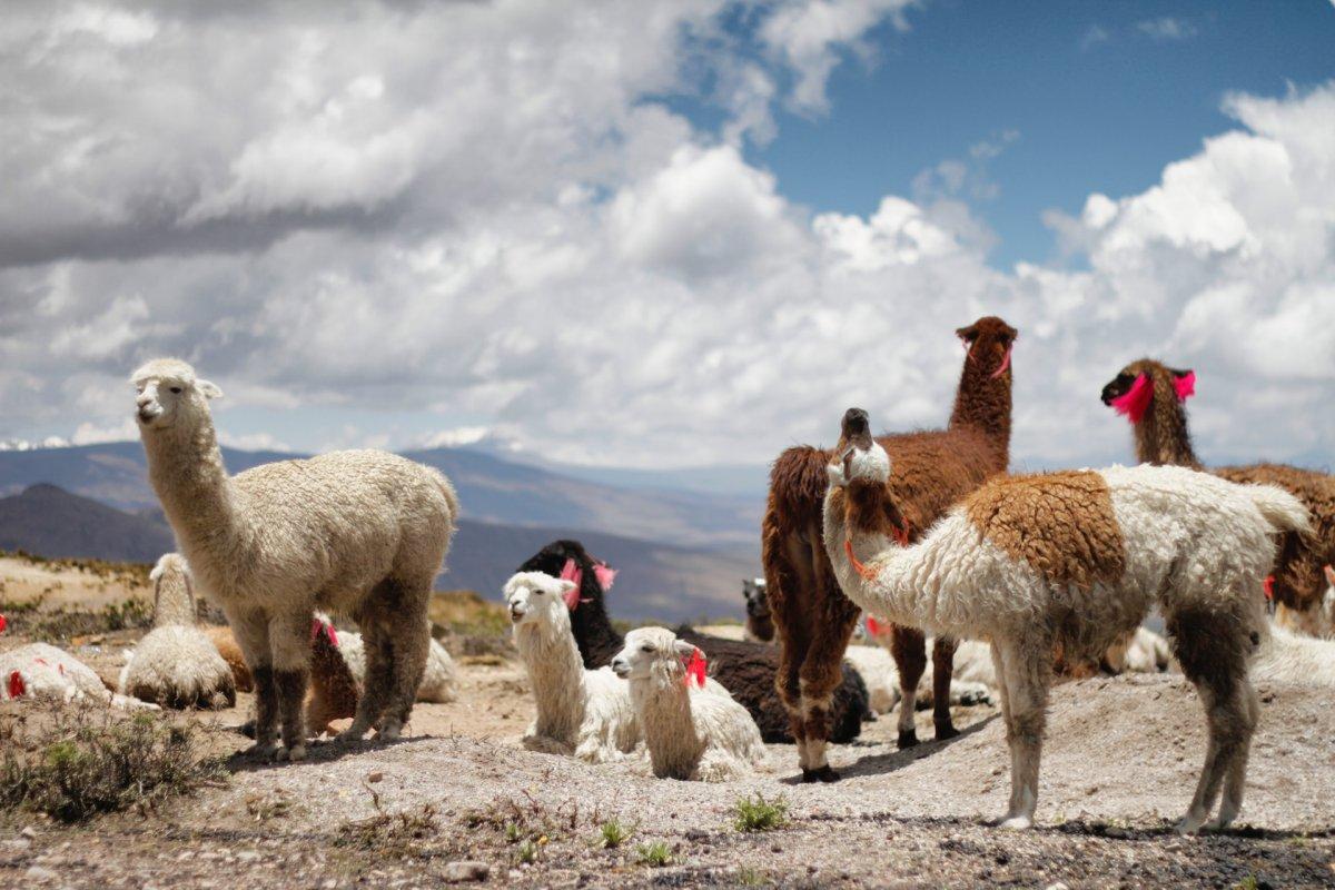 24 Wild Animals in Peru [Wildlife in Peru]