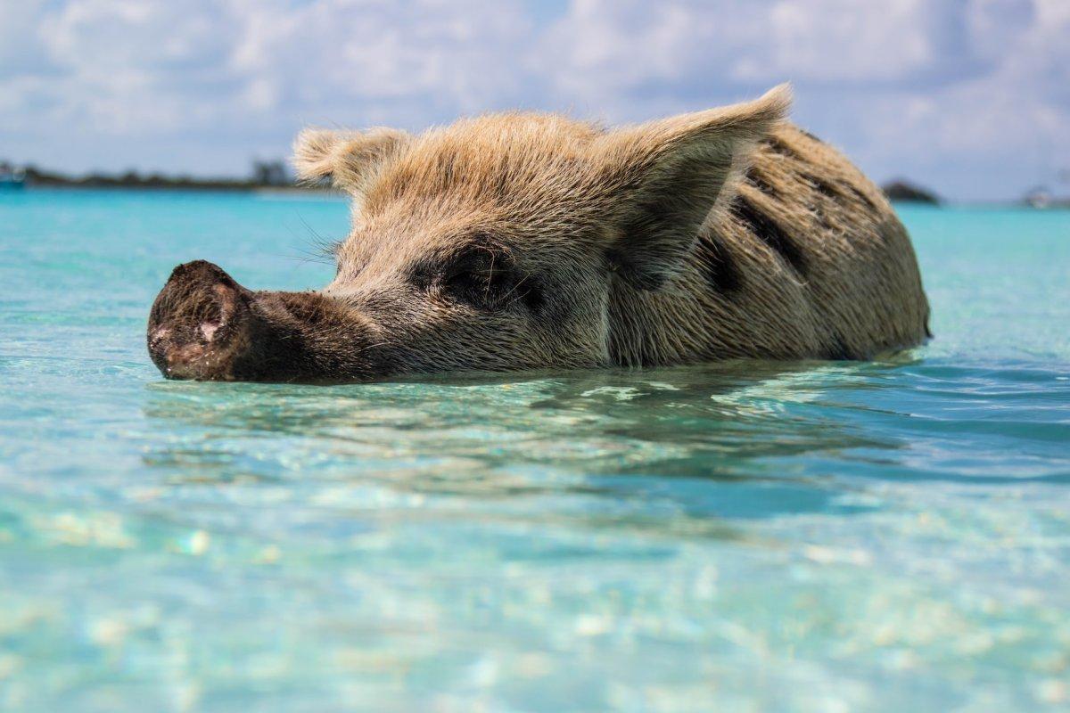 21 Wild Animals in The Bahamas [Wildlife in The Bahamas]