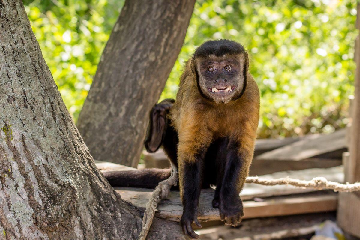 24 Wild Animals in Guyana [Wildlife in Guyana]