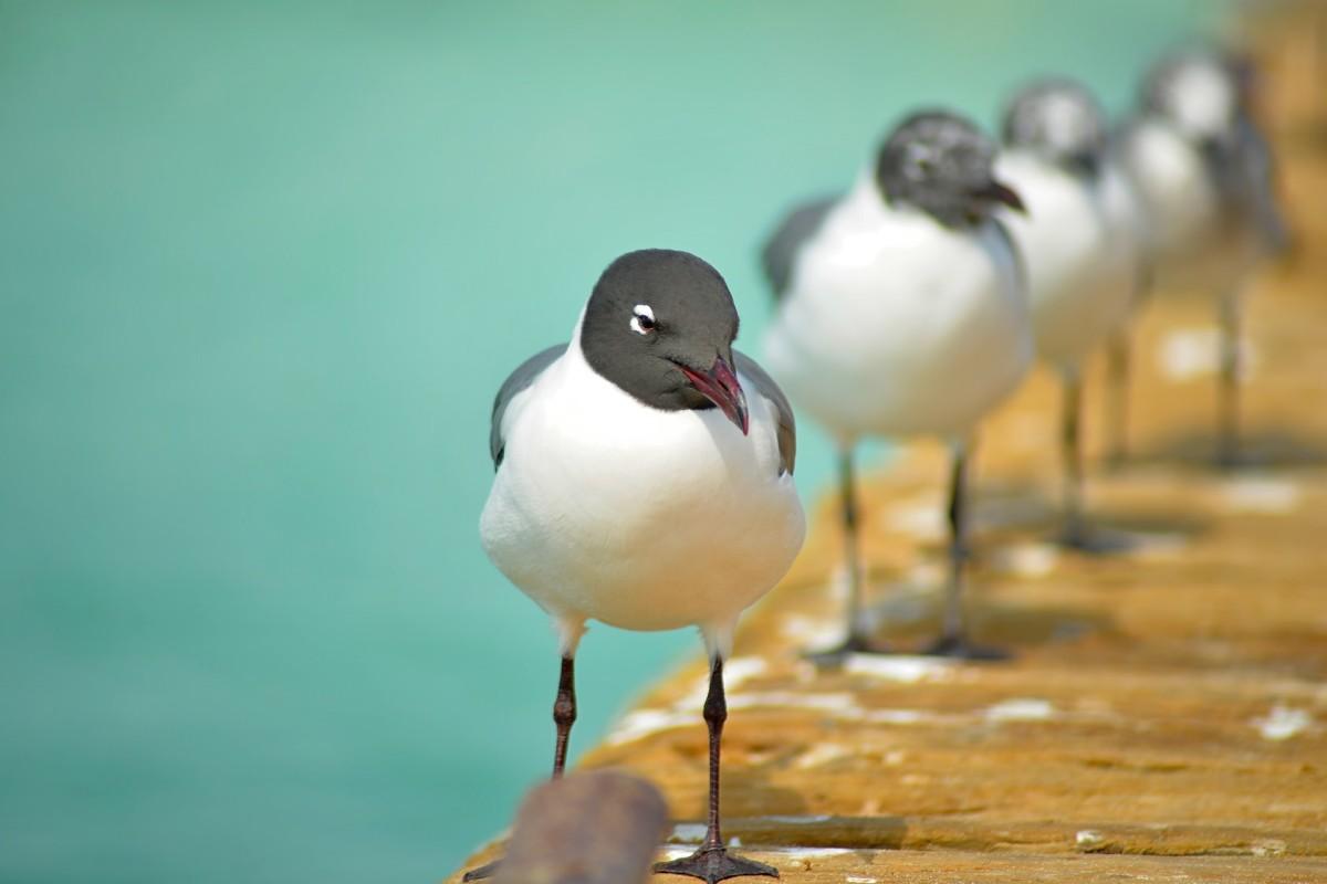 27 Wild Animals in Mexico [Wildlife in Mexico]