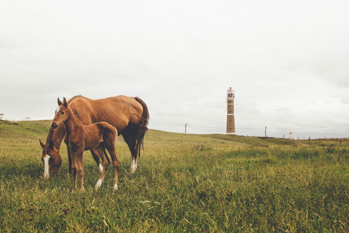 27 Wild Animals in Uruguay [Wildlife in Uruguay]