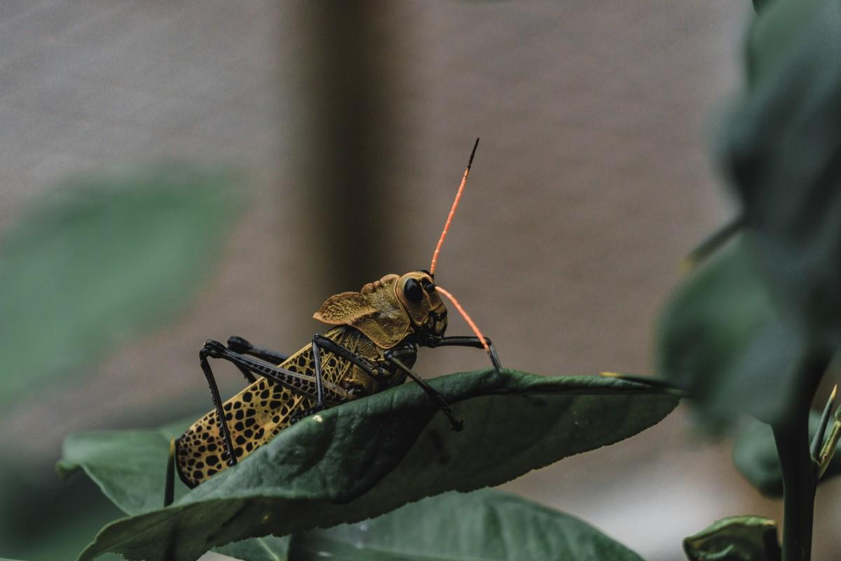 33 Wild Animals in Panama [Wildlife in Panama]