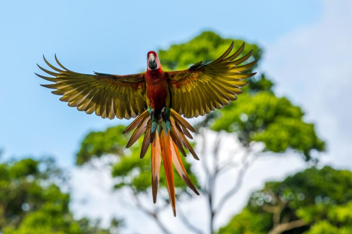 50 Wild Animals in Costa Rica [Wildlife in Costa Rica]