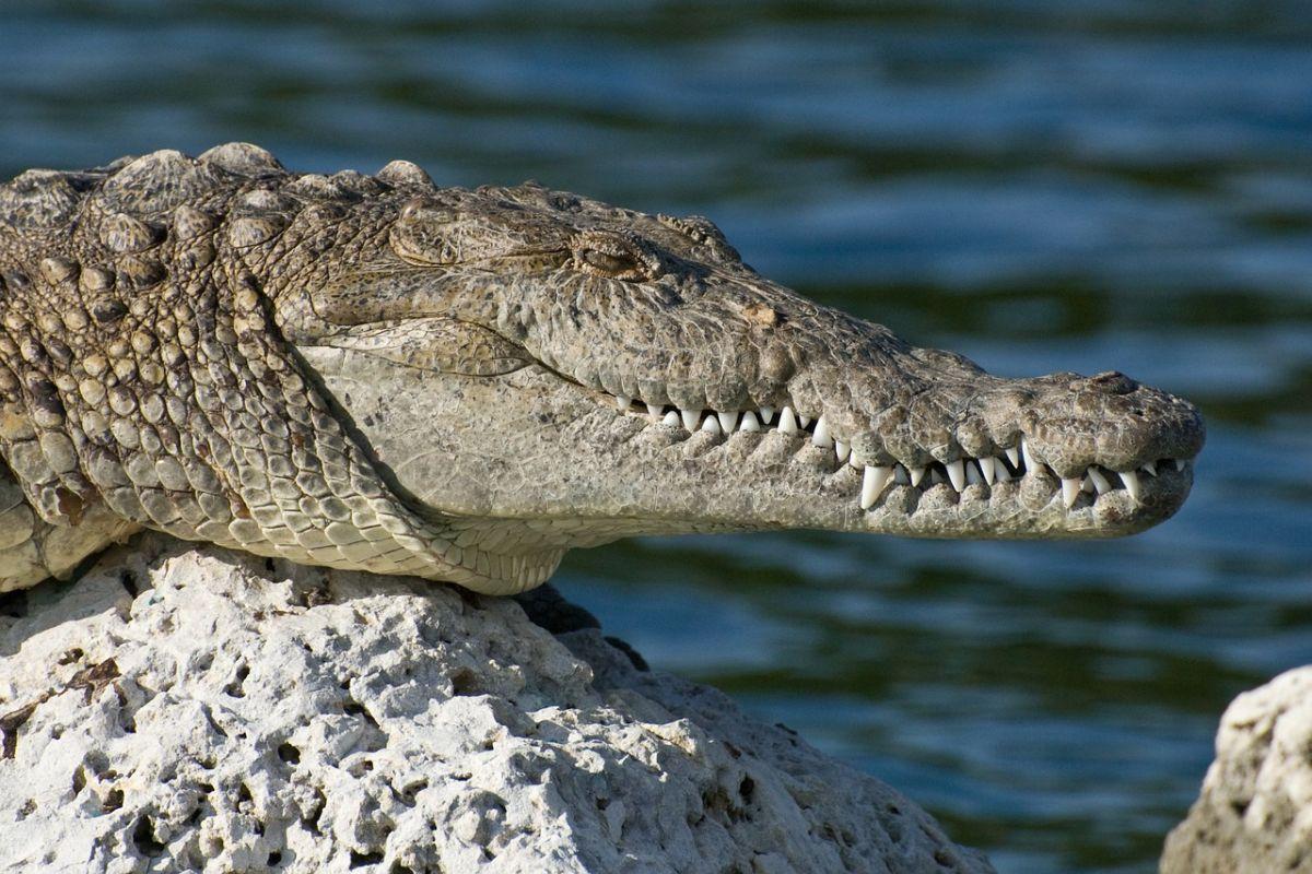 american crocodile is among the animals of haiti