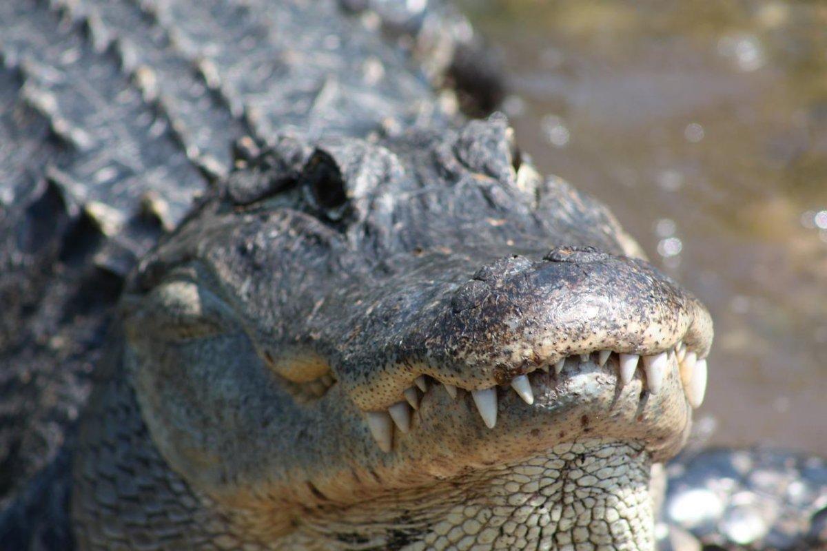 american crocodile