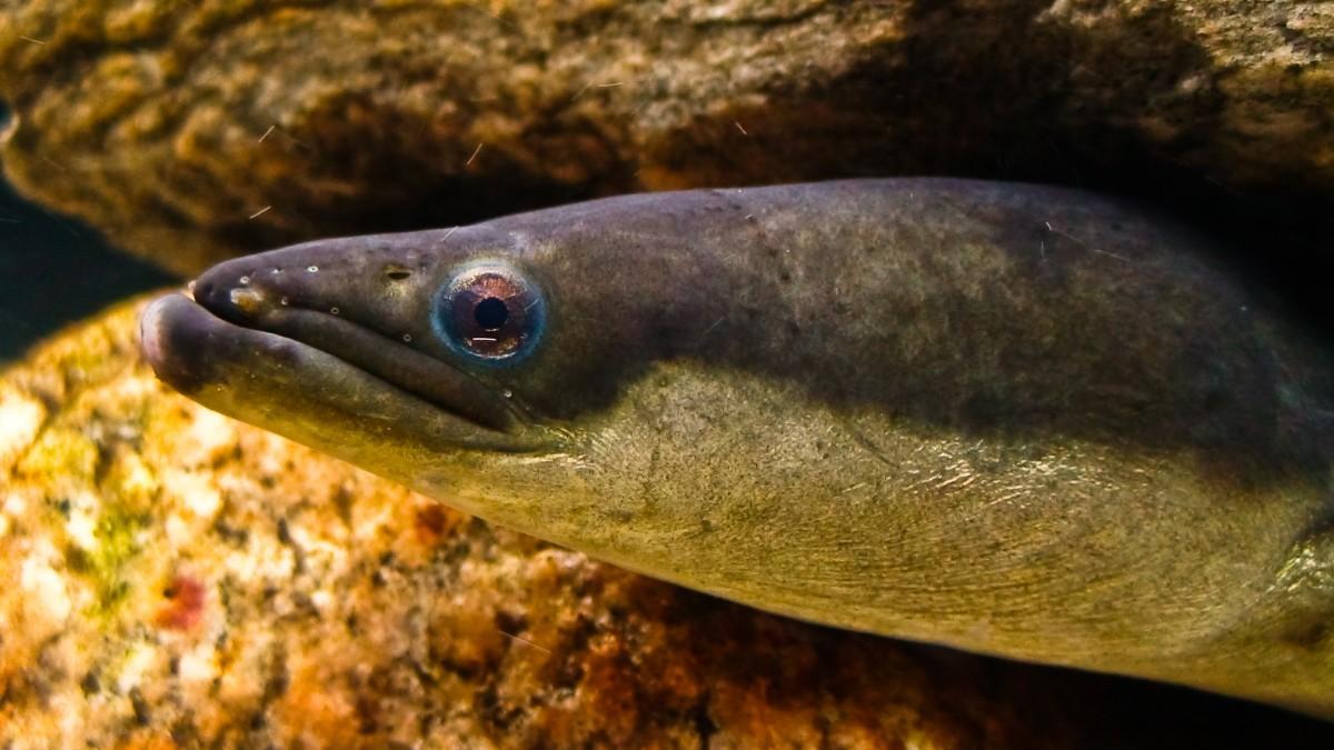 american eel is among the animals native to jamaica