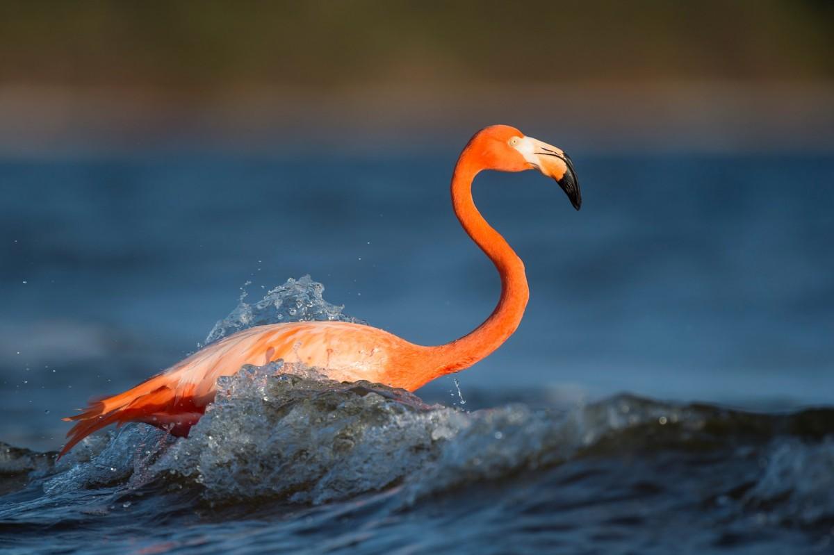 american flamingo is one of the native haitian animals
