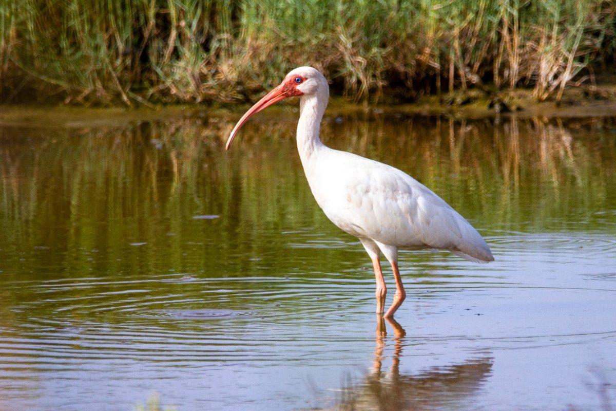 american white ibis is one of the famous animals in mexico