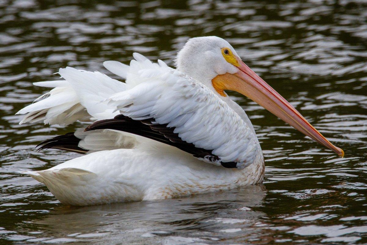 american white pelican is among the popular animals in mexico