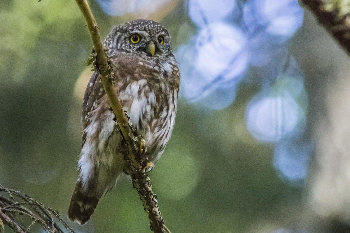 andean pygmy owl