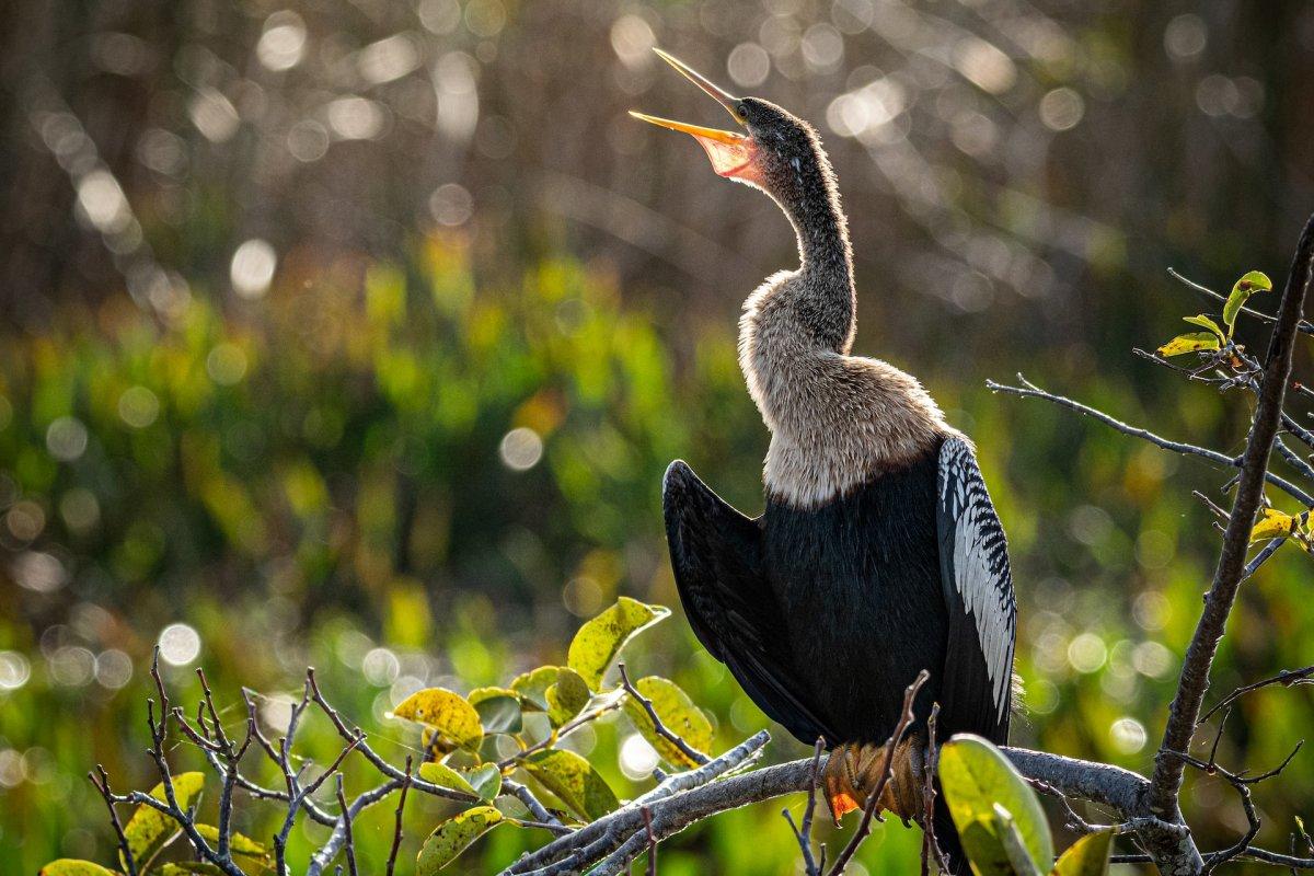 anhinga is part of the wildlife of haiti