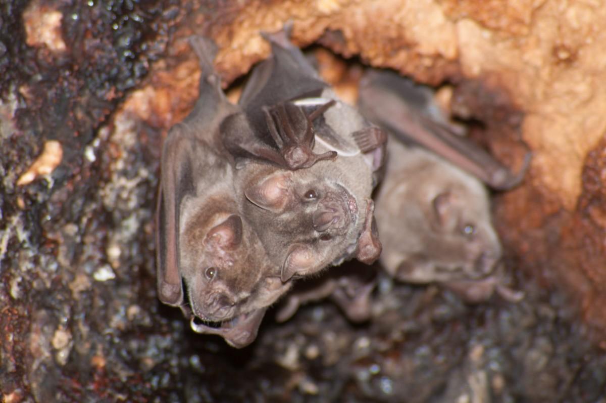 antillean fruit-eating bat is one of the native animals of grenada