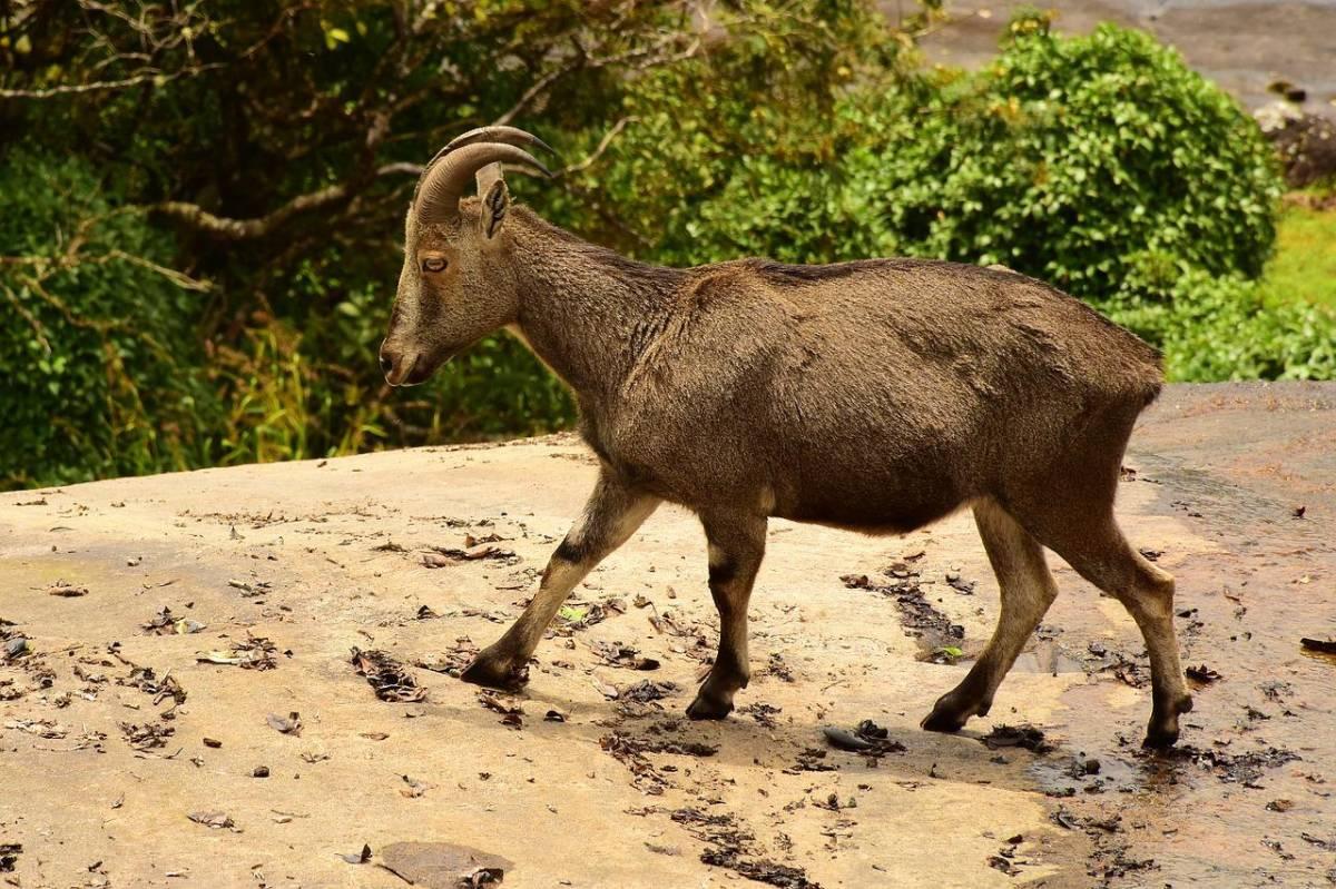 arabian tahr is among the animals saudi arabia has on its land