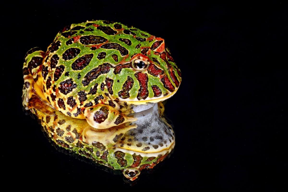 argentine horned frog is among the endangered animals in uruguay