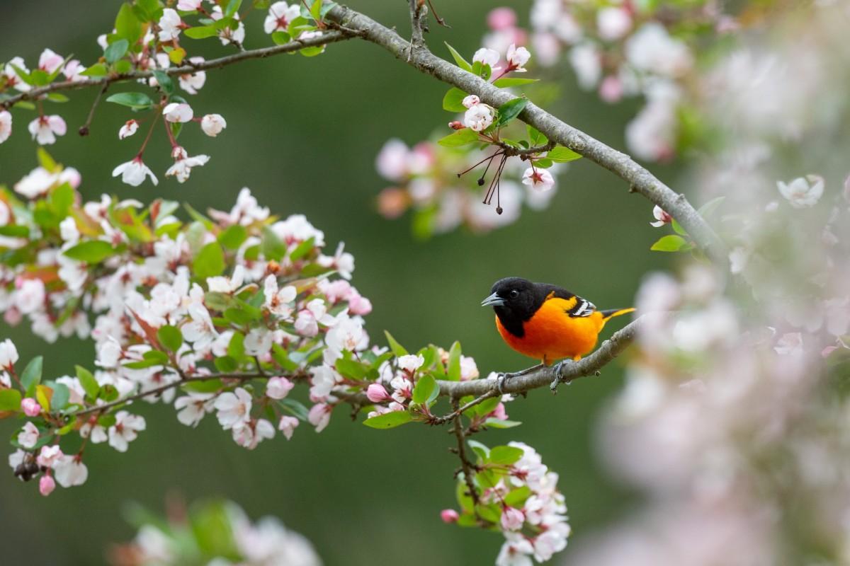 bahama oriole is part of the bahamas wildlife