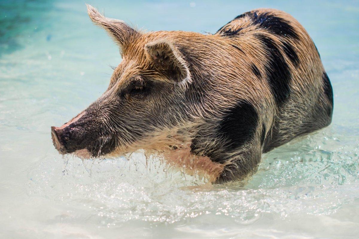 bahamas wild pigs swimming