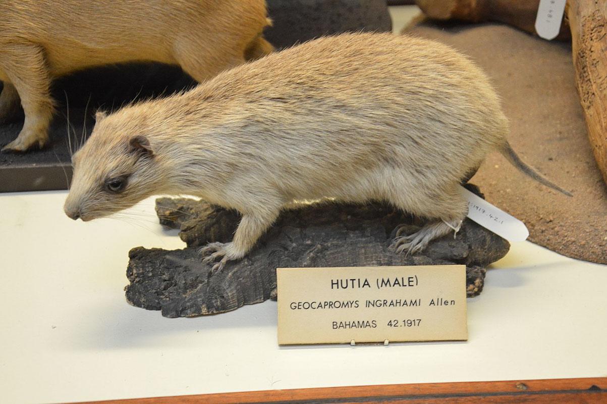 bahamian hutia animal in the bahamas