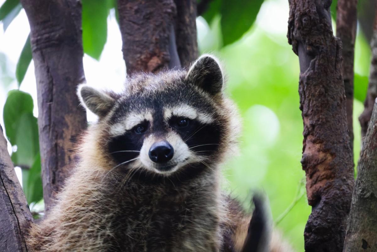 bahamian raccoon is one of the animals that live in the bahamas