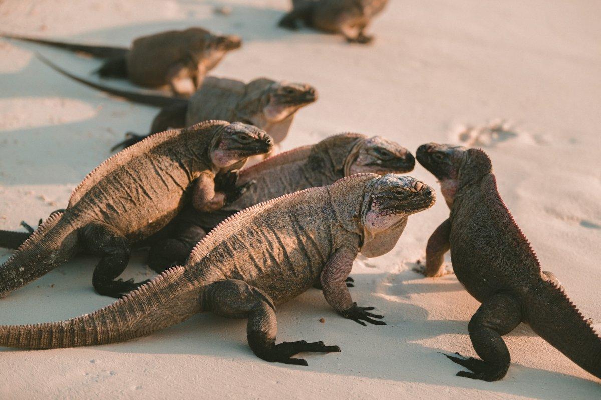 bahamian rock iguana