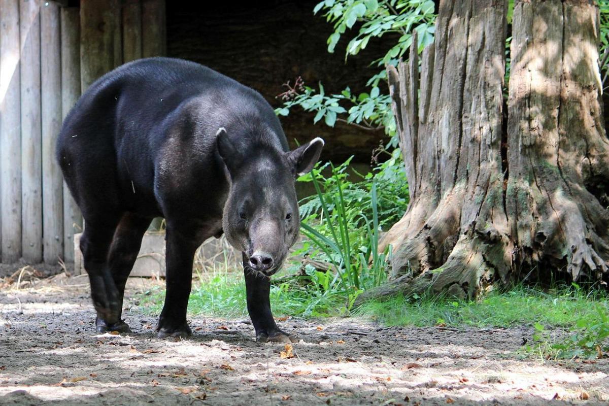 baird's tapir is one of the native animals in honduras