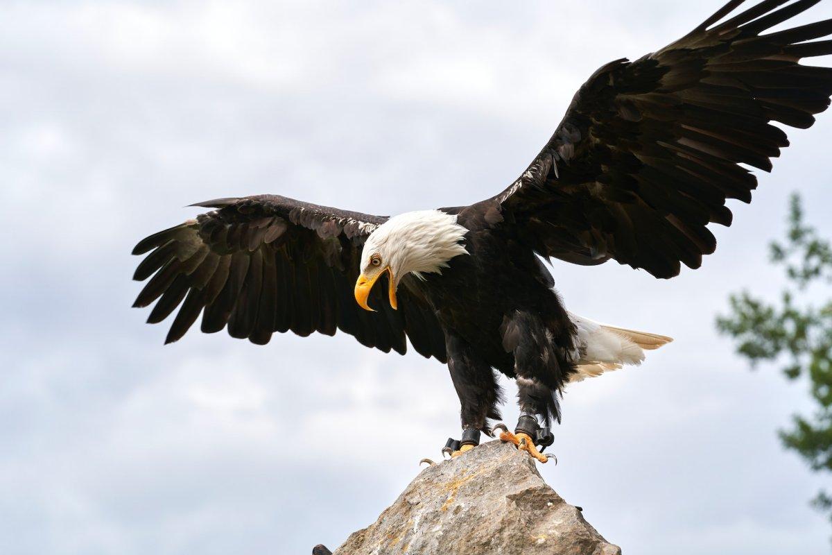 bald eagle