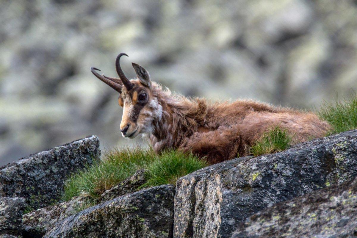 balkan chamois is part of the serbian wildlife