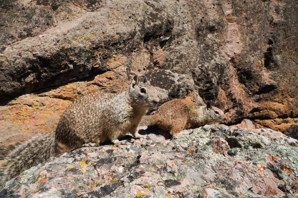 bangs's mountain squirrel