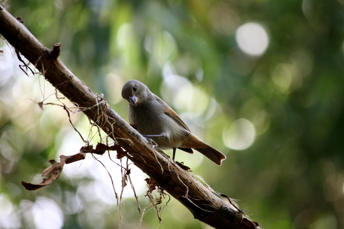 barbados bullfinch