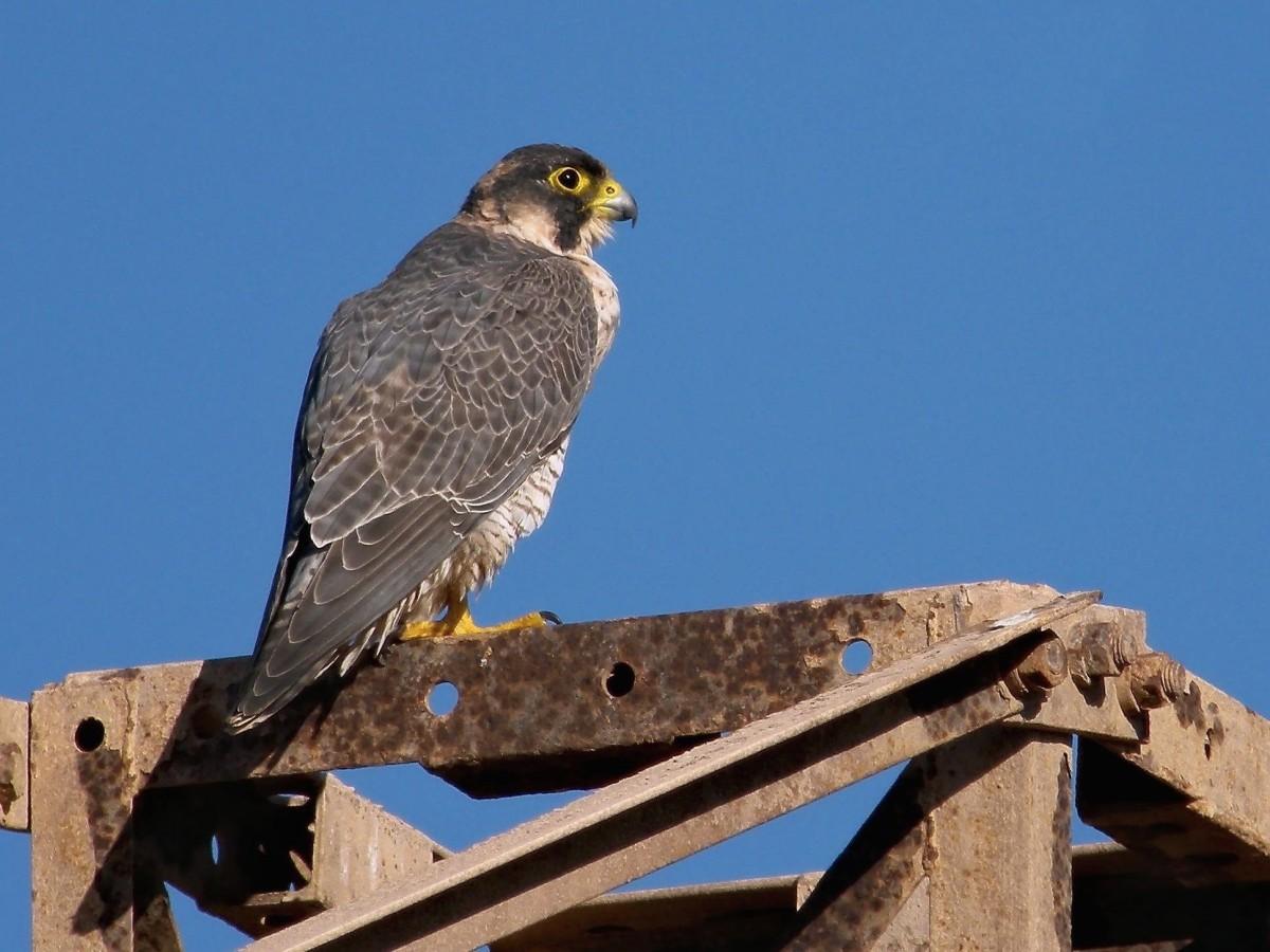 barbary falcon is one of the saudi arabia animals