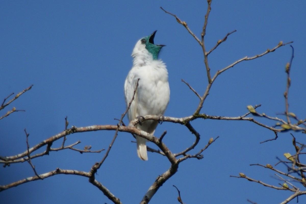 bare-throated bellbird is among the animals native to paraguay