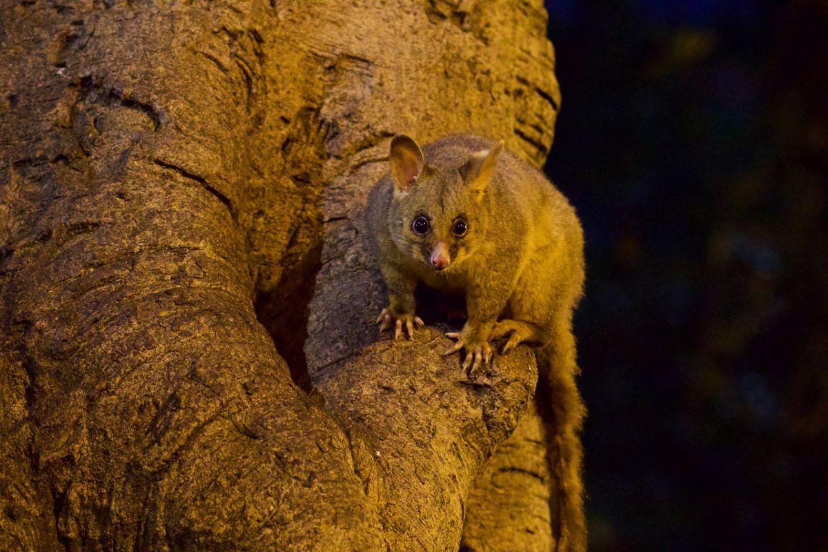 big lutrine opossum