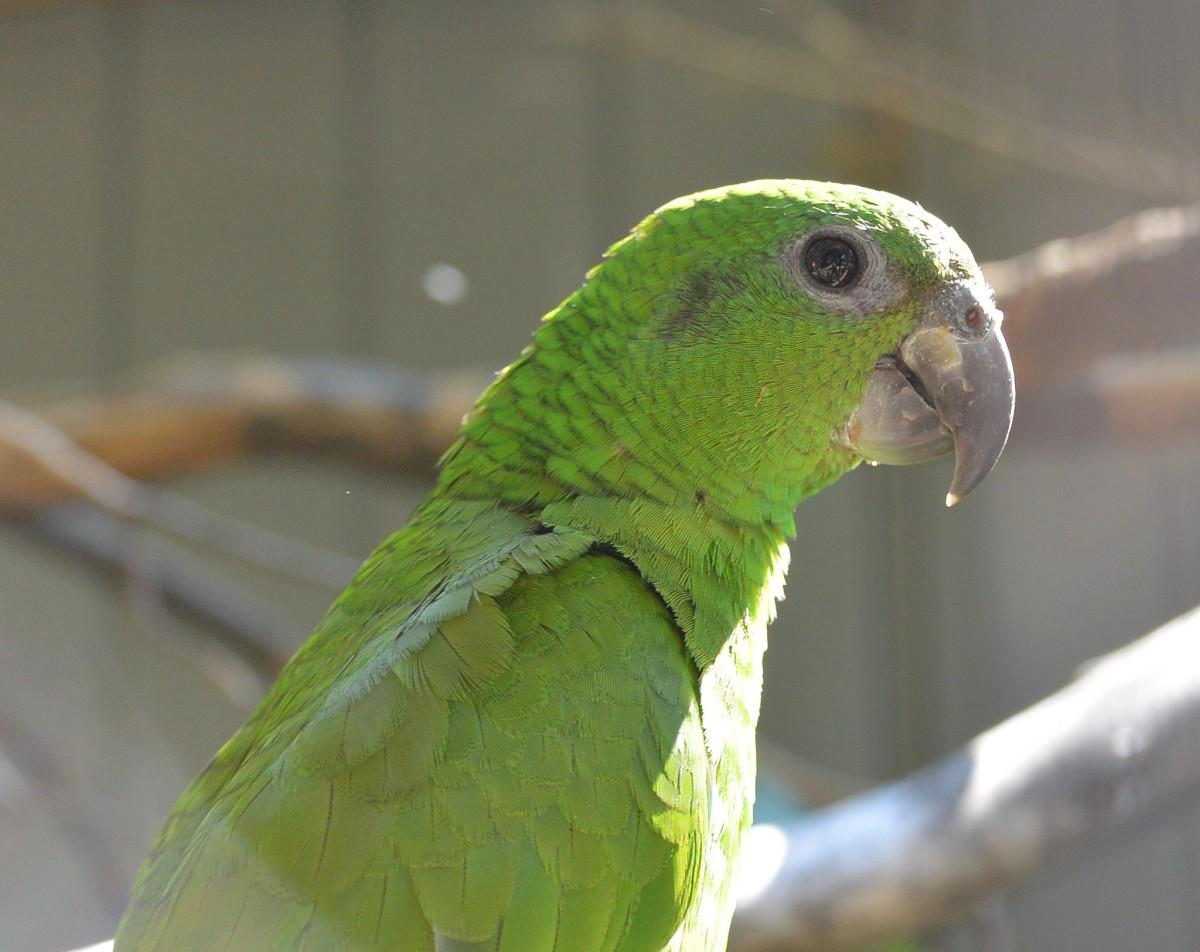 black billed amazon is one of the animals that live in jamaica