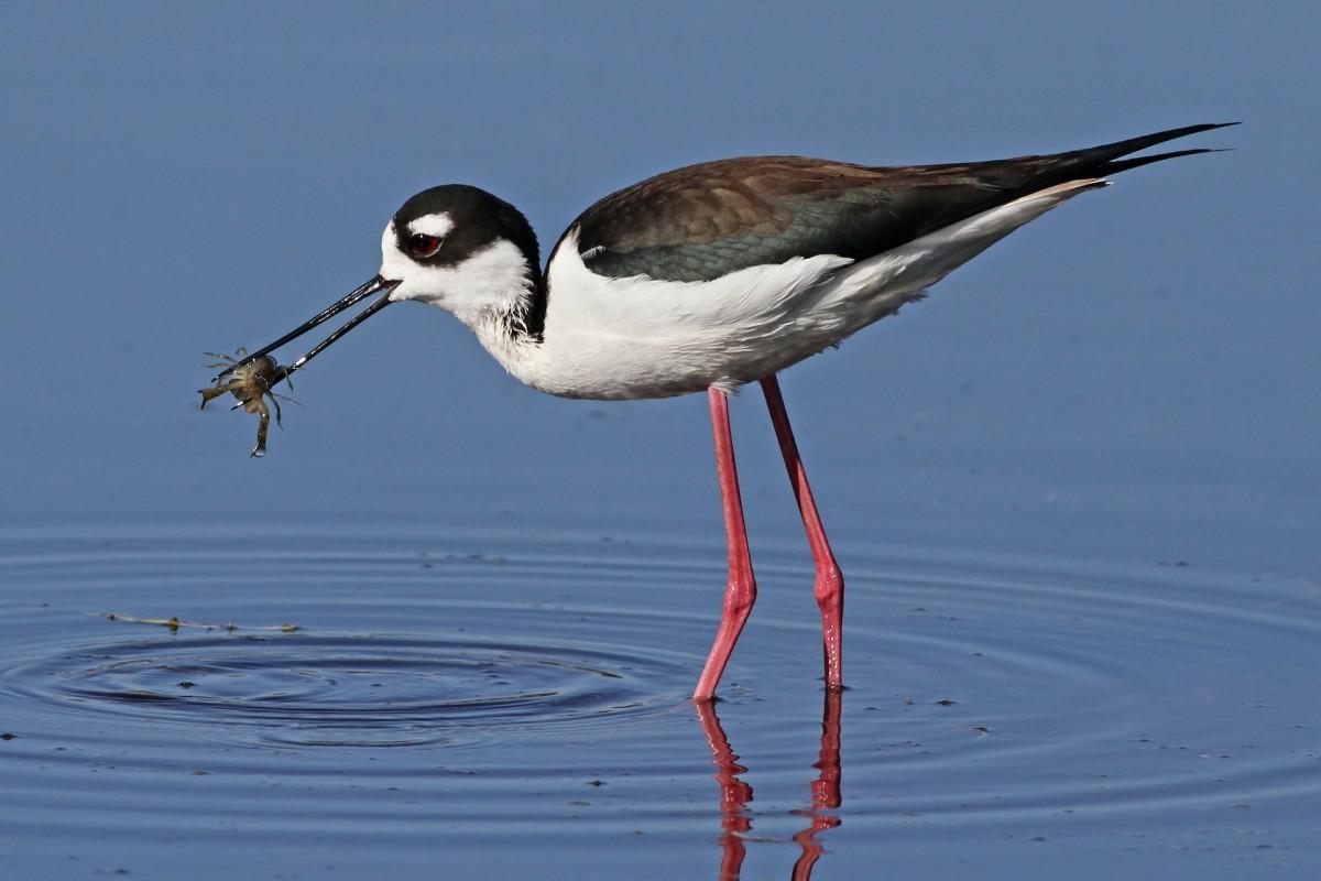 black-necked stilt is among the costa rica wild animals