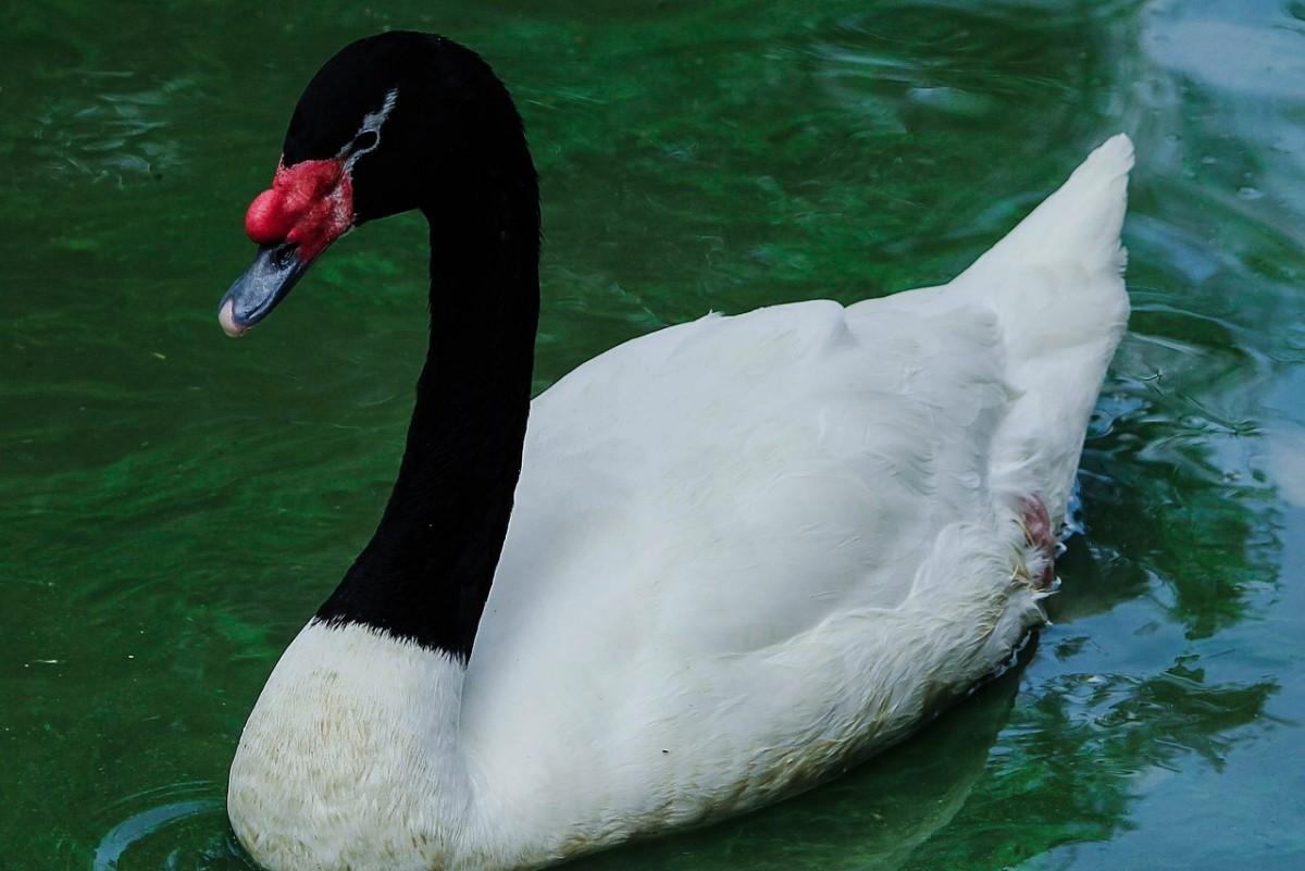 black-necked swan is among the native animals of uruguay