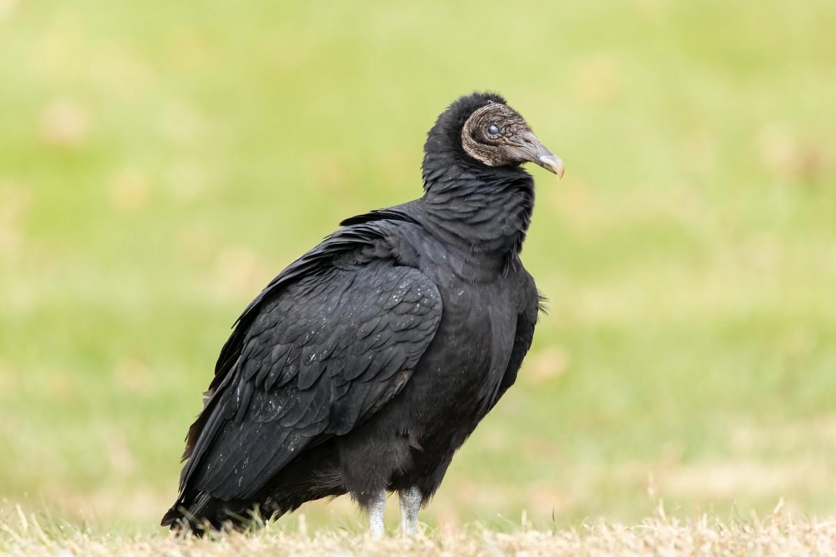 black vulture is among the panamanian animals