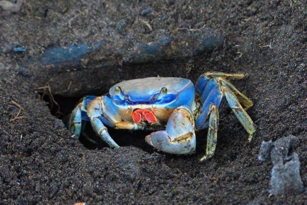 blue land crab is one of the animals of barbados