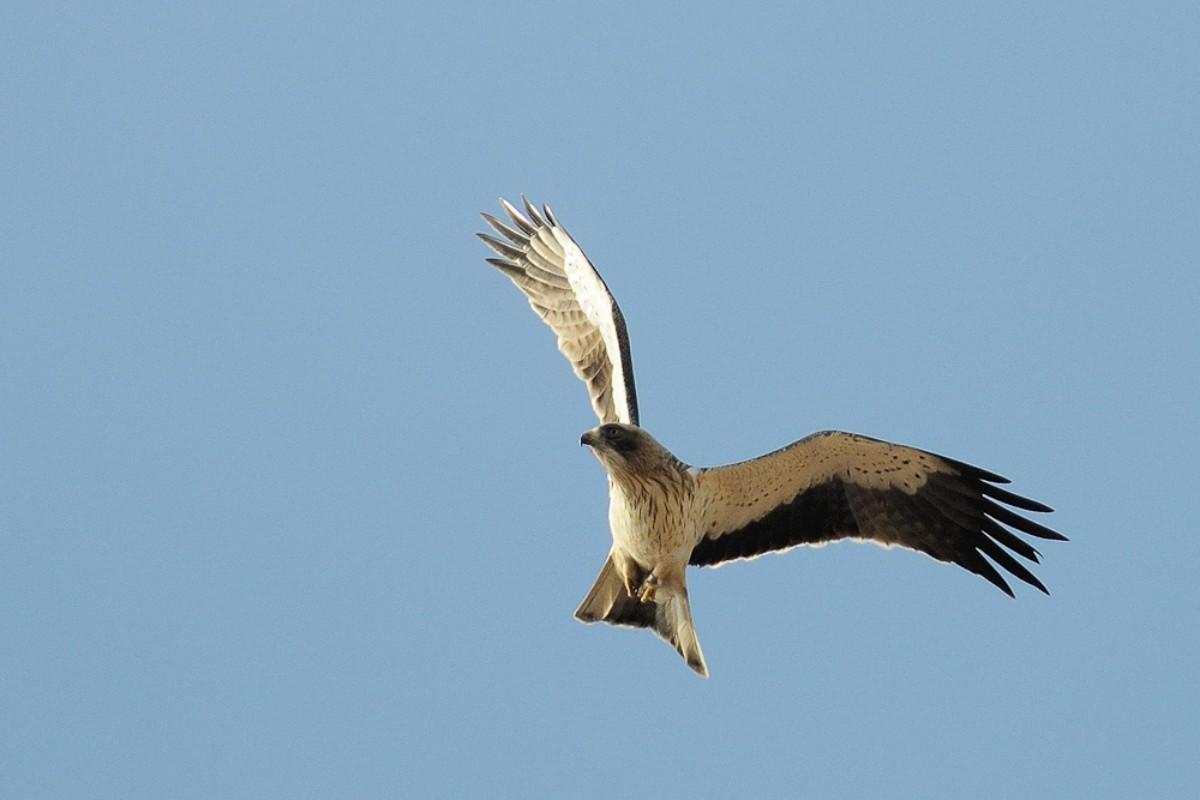 booted eagle