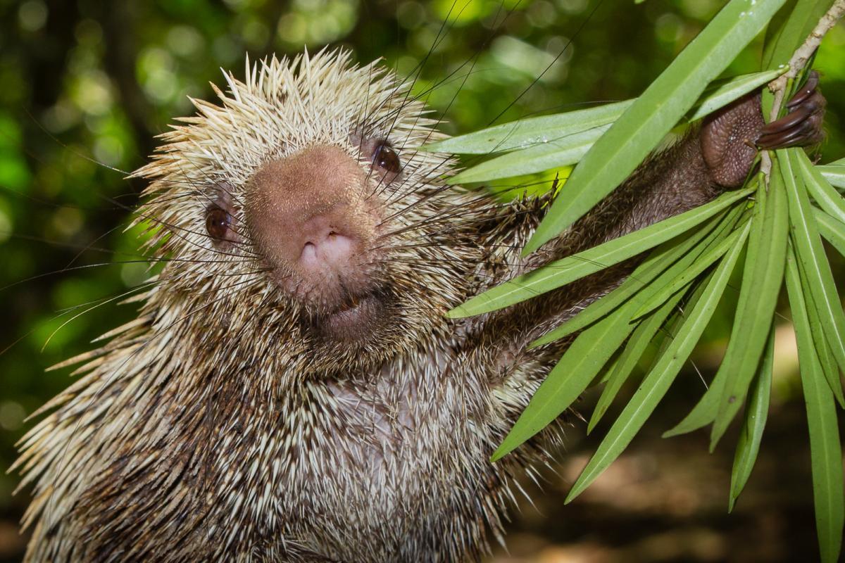 brazilian porcupine