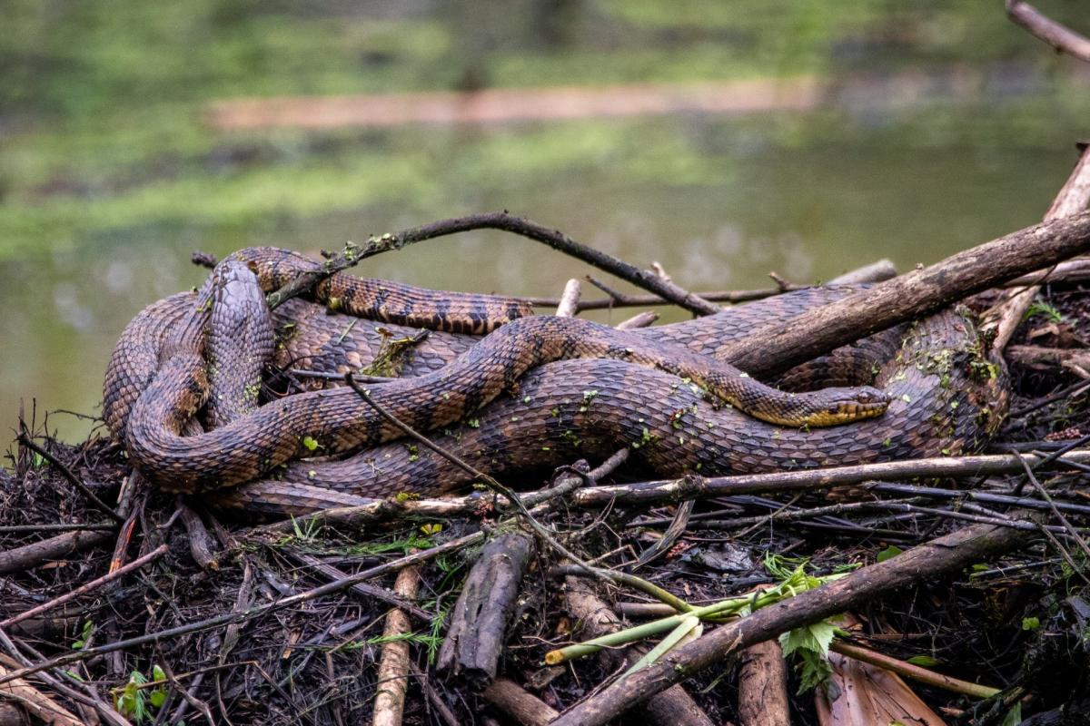 brown-banded water snake