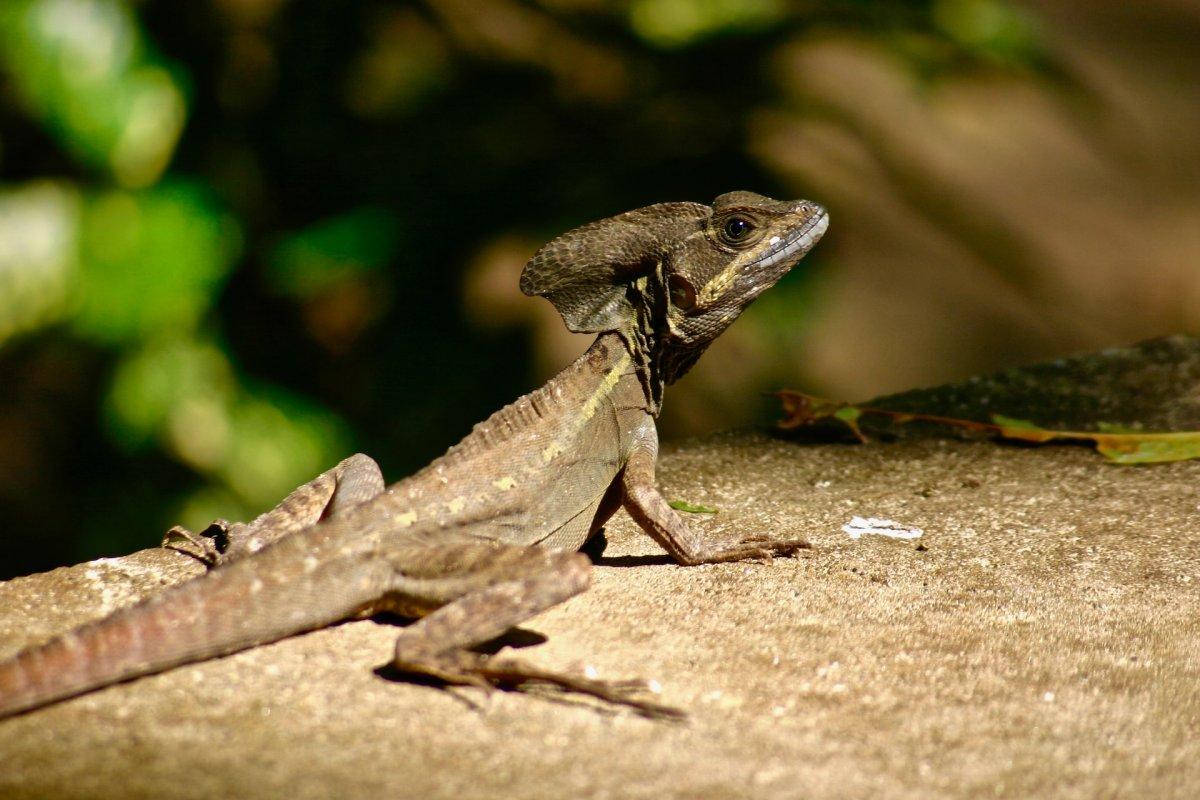 brown basilisk is in the common animals in costa rica