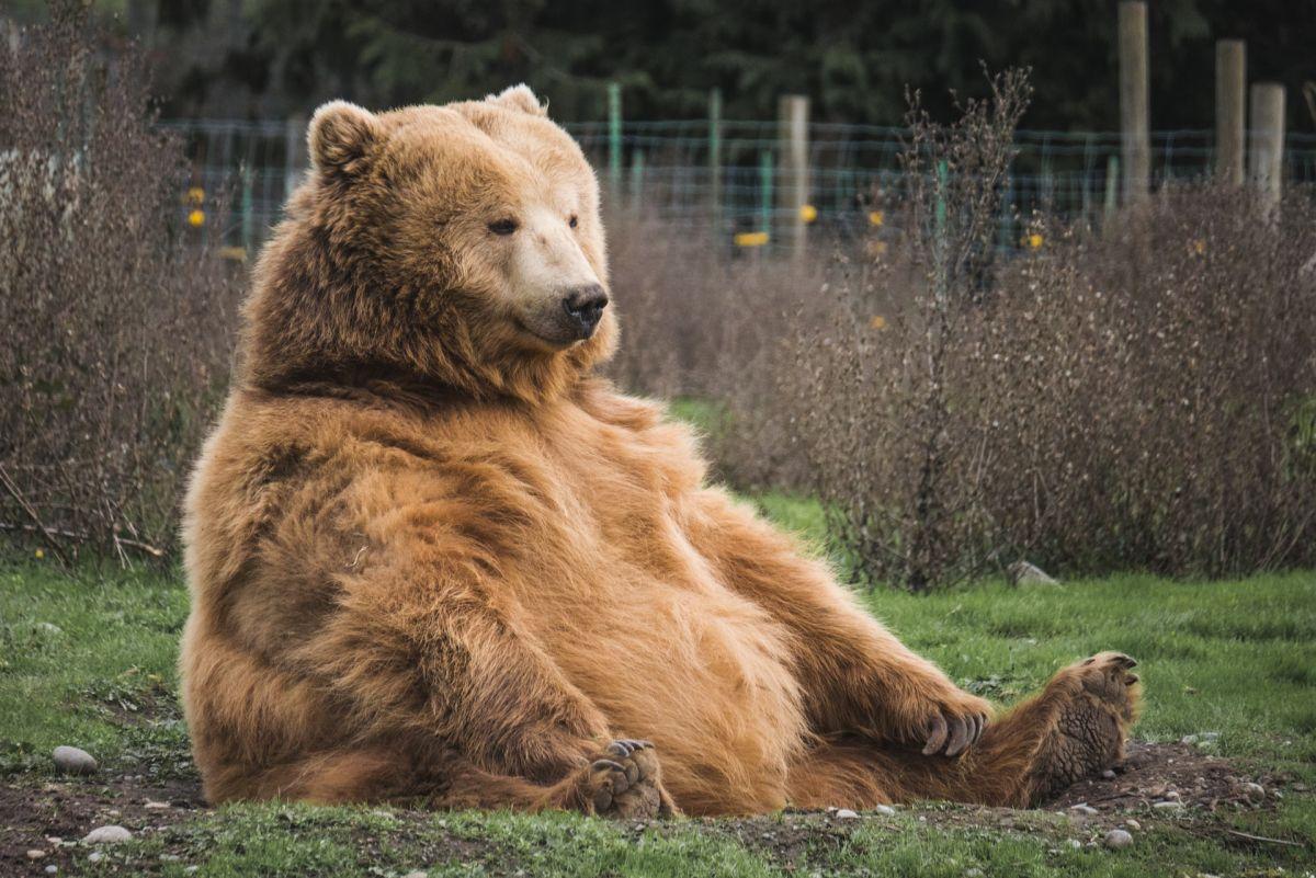 brown bear is one of the serbian animals