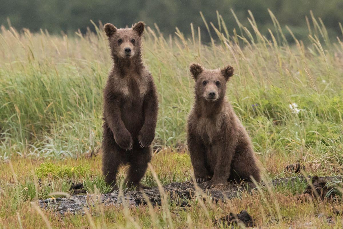 brown bear is the national animal of slovakia