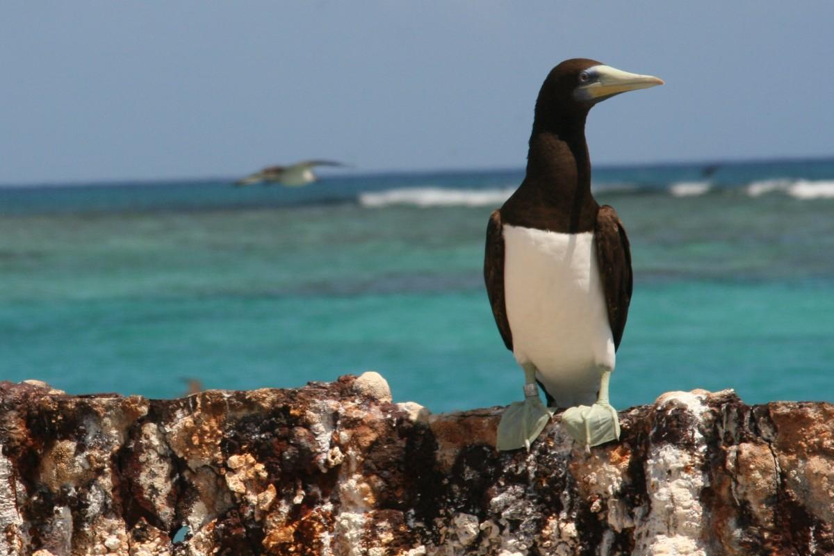 brown booby is one of the saudi arabia wild animals