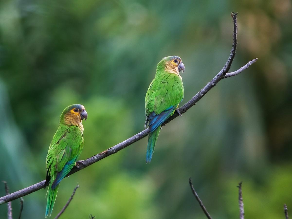 brown throated parakeet