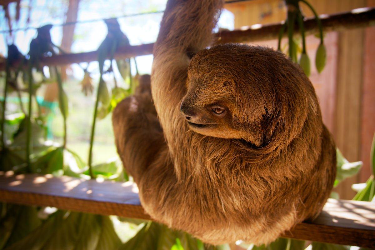 brown-throated sloth is one of the animals in nicaragua rainforest
