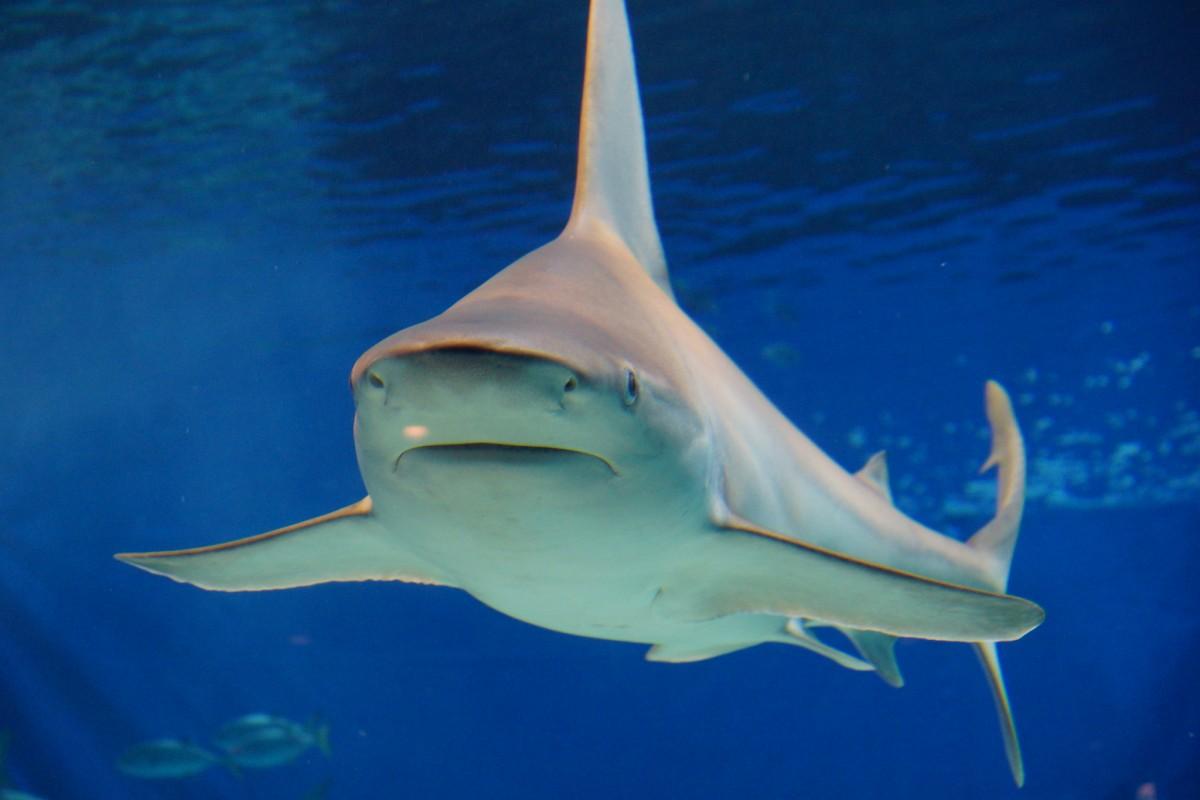 bull shark is one of the dangerous animals in nicaragua